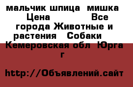 мальчик шпица (мишка) › Цена ­ 55 000 - Все города Животные и растения » Собаки   . Кемеровская обл.,Юрга г.